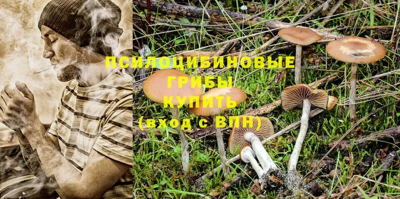 наркотики  Белокуриха  Галлюциногенные грибы Magic Shrooms 